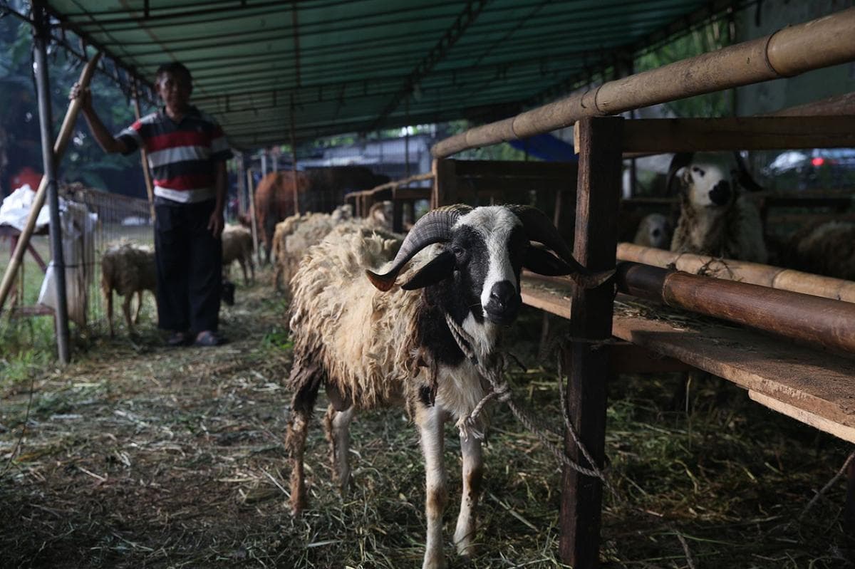 Kementan Jamin Persediaan Hewan Kurban Aman Jelang Iduladha 2026 Kementan Jamin Persediaan Hewan Kurban Aman Jelang Iduladha 2026