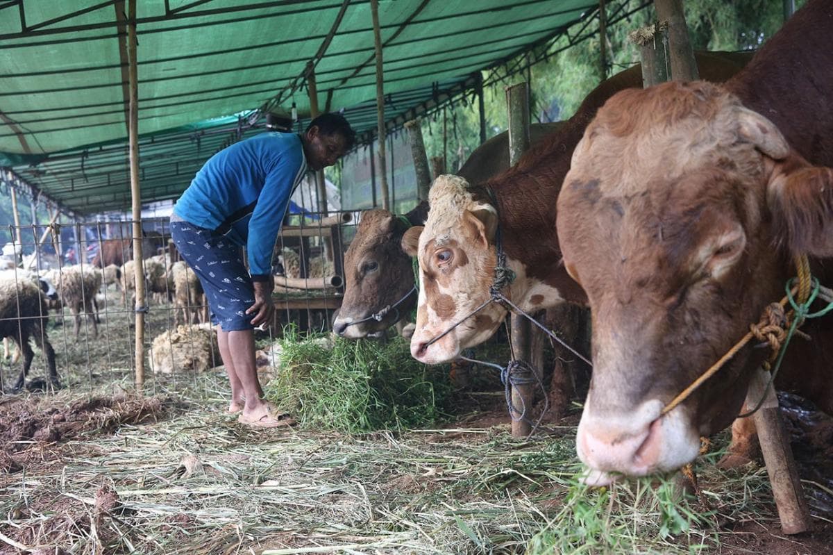 Kementan Pastikan Stok Hewan Kurban Cukupi Kebutuhan Nasional, Surplus 800.000 Ekor Kementan Pastikan Stok Hewan Kurban Cukupi Kebutuhan Nasional, Surplus 800.000 Ekor