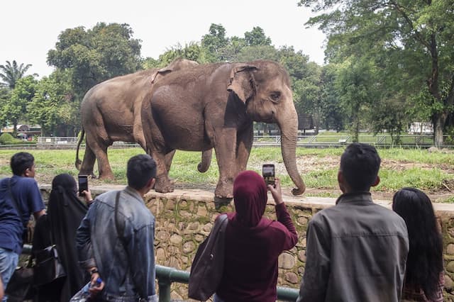 Buntut Video Viral Anak Masuk Batas Kandang Gajah, Ragunan Perketat Pengawasan Pengunjung Buntut Video Viral Anak Masuk Batas Kandang Gajah, Ragunan Perketat Pengawasan Pengunjung