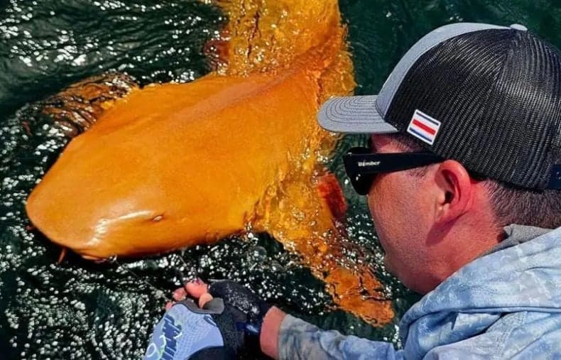 Pertama di Dunia Ikan Hiu Berwarna Oranye, Ini Penjelasan Ilmuwan Pertama di Dunia Ikan Hiu Berwarna Oranye, Ini Penjelasan Ilmuwan