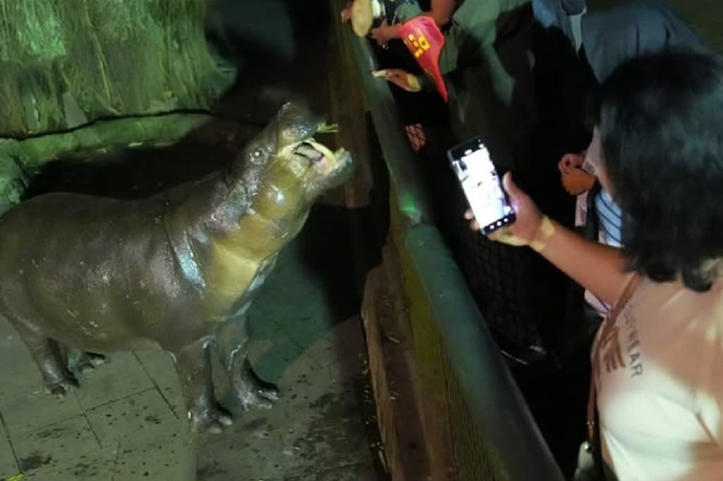 Wisata Malam Ragunan Ramai Peminat, Pengelola Tambah Wahana Wisata Malam Ragunan Ramai Peminat, Pengelola Tambah Wahana