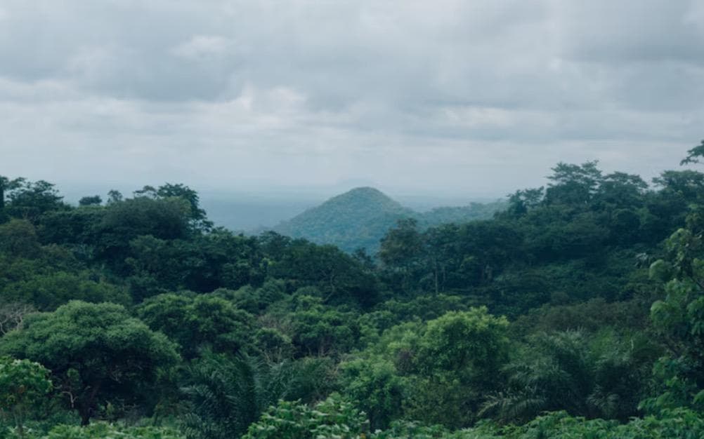 Aturan Baru Karbon Terbit, Prabowo Pastikan Hutan Hasilkan Nilai Ekonomi Tinggi Aturan Baru Karbon Terbit, Prabowo Pastikan Hutan Hasilkan Nilai Ekonomi Tinggi