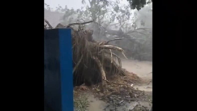 Pohon Besar Tumbang Diterjang Puting Beliung Timpa Gedung SD di Sampang Pohon Besar Tumbang Diterjang Puting Beliung Timpa Gedung SD di Sampang