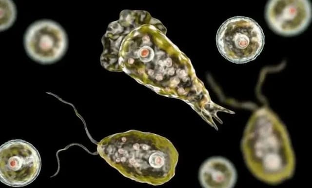 Ngeri! Kasus Amuba Pemakan Otak Melonjak di India, Tewaskan Puluhan Orang Ngeri! Kasus Amuba Pemakan Otak Melonjak di India, Tewaskan Puluhan Orang