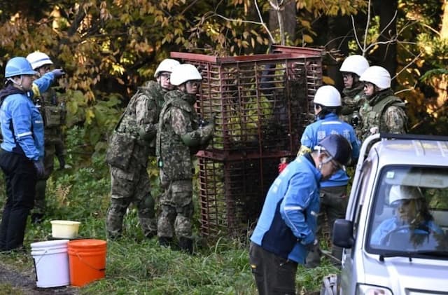 Rekor! 230 Orang Diserang Beruang di Jepang, 13 di Antaranya Tewas Rekor! 230 Orang Diserang Beruang di Jepang, 13 di Antaranya Tewas