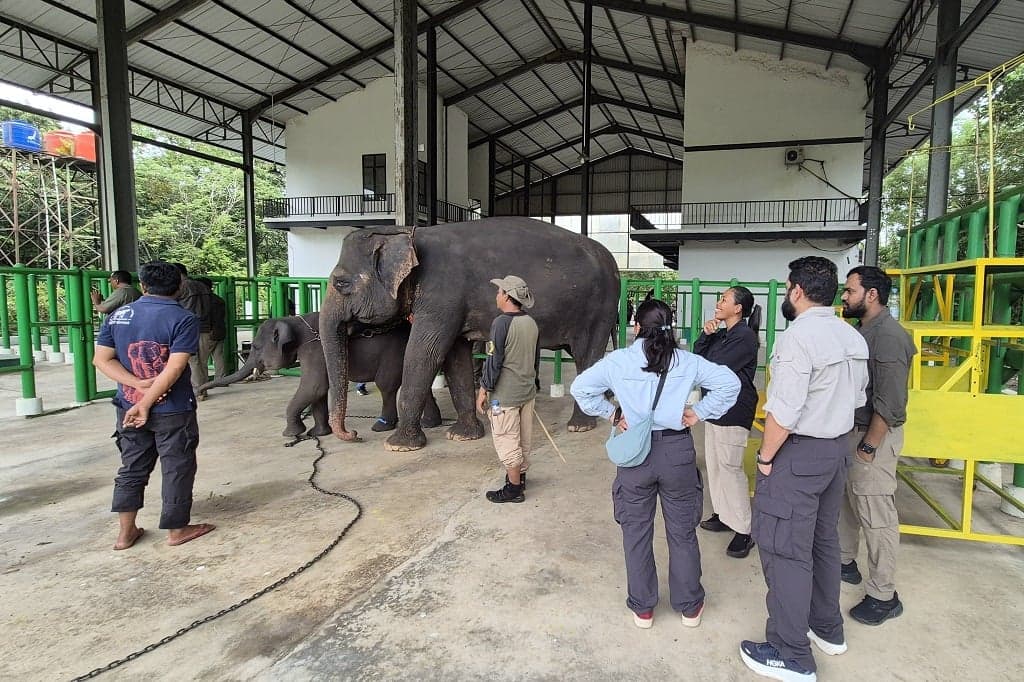 Kemenhut Siapkan Revitalisasi Rumah Sakit Gajah Sumatra, Gandeng Dokter India Kemenhut Siapkan Revitalisasi Rumah Sakit Gajah Sumatra, Gandeng Dokter India