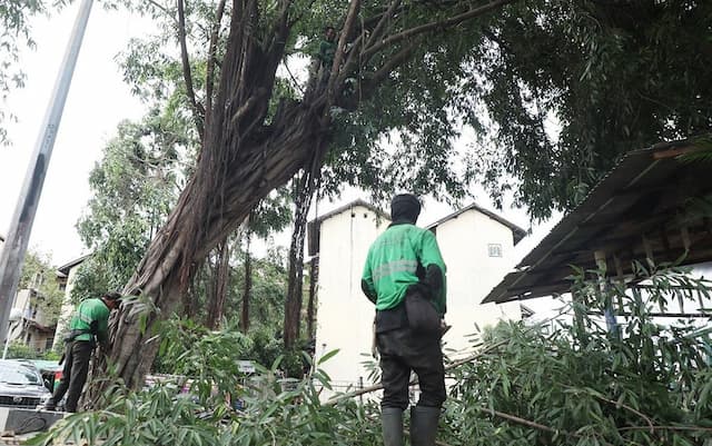 Rawan Tumbang, 1.743 Pohon di Jakarta Pusat Dipangkas Rawan Tumbang, 1.743 Pohon di Jakarta Pusat Dipangkas