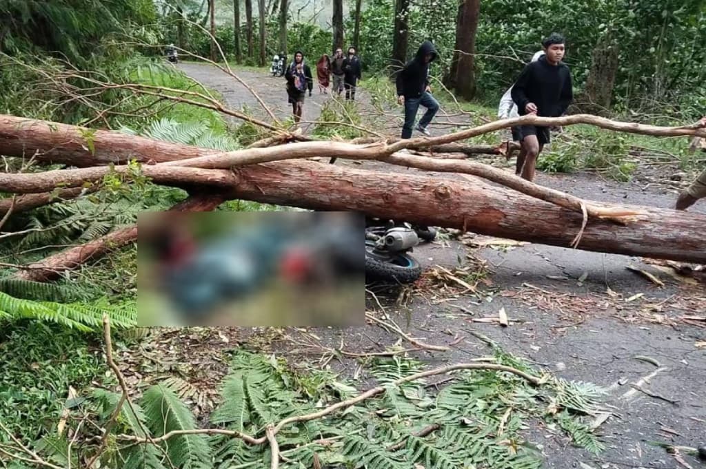 Tragis! ASN Tewas Tertimpa Pohon Tumbang di Manggarai Timur NTT Tragis! ASN Tewas Tertimpa Pohon Tumbang di Manggarai Timur NTT