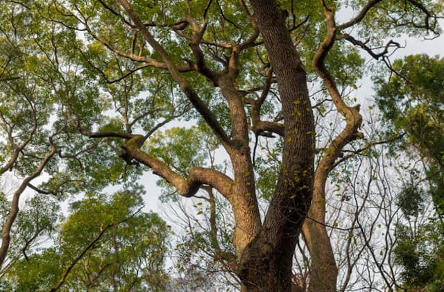 Pohon Trembesi Raksasa Tumbang di Kebayoran Baru, 3 Pemotor Terluka Pohon Trembesi Raksasa Tumbang di Kebayoran Baru, 3 Pemotor Terluka