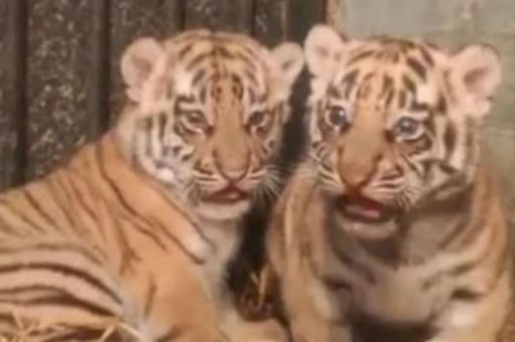 Anak Harimau Benggala di Bandung Zoo Mati, Penyebab Masih Diselidiki Anak Harimau Benggala di Bandung Zoo Mati, Penyebab Masih Diselidiki