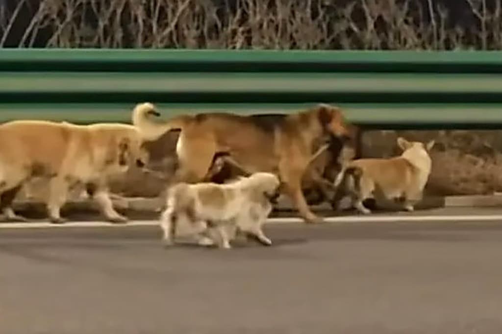 Kisah Haru 7 Anjing di China Kabur dari Pencuri, Pulang Bersama ke Pemiliknya Kisah Haru 7 Anjing di China Kabur dari Pencuri, Pulang Bersama ke Pemiliknya