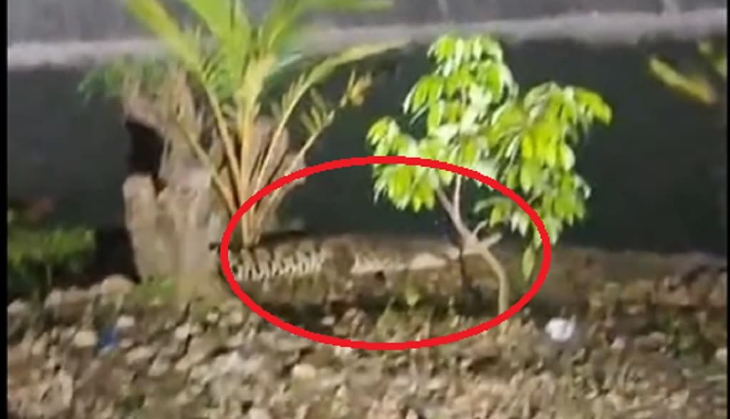 2 Buaya Berkeliaran di Bantaran Sungai Tonjung Bangkalan, Warga Ketakutan 2 Buaya Berkeliaran di Bantaran Sungai Tonjung Bangkalan, Warga Ketakutan