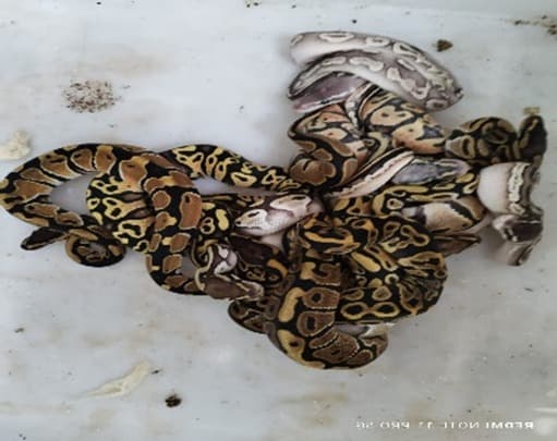 Gakkum Kemenhut Gagalkan Penyelundupan 202 Reptil Dilindungi, WN Rusia Jadi Tersangka Gakkum Kemenhut Gagalkan Penyelundupan 202 Reptil Dilindungi, WN Rusia Jadi Tersangka