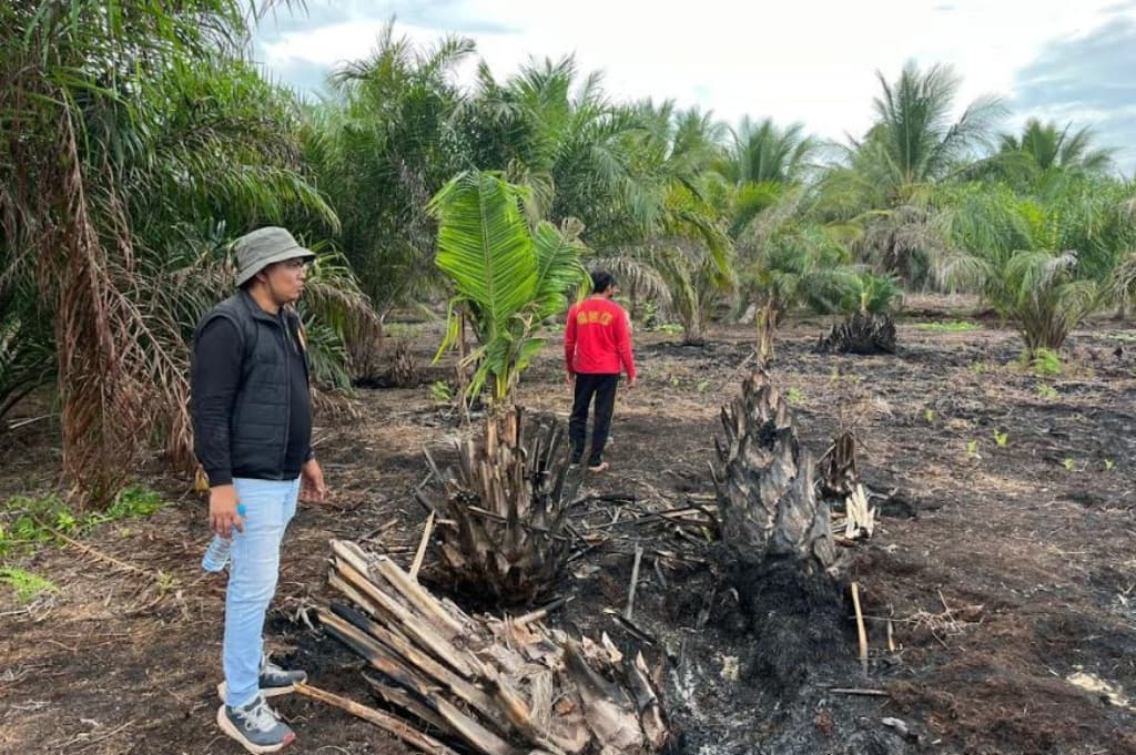 Bakar Lahan 500 Hektare, Pelaku Karhutla di Pelalawan Riau Ditangkap Polisi Bakar Lahan 500 Hektare, Pelaku Karhutla di Pelalawan Riau Ditangkap Polisi