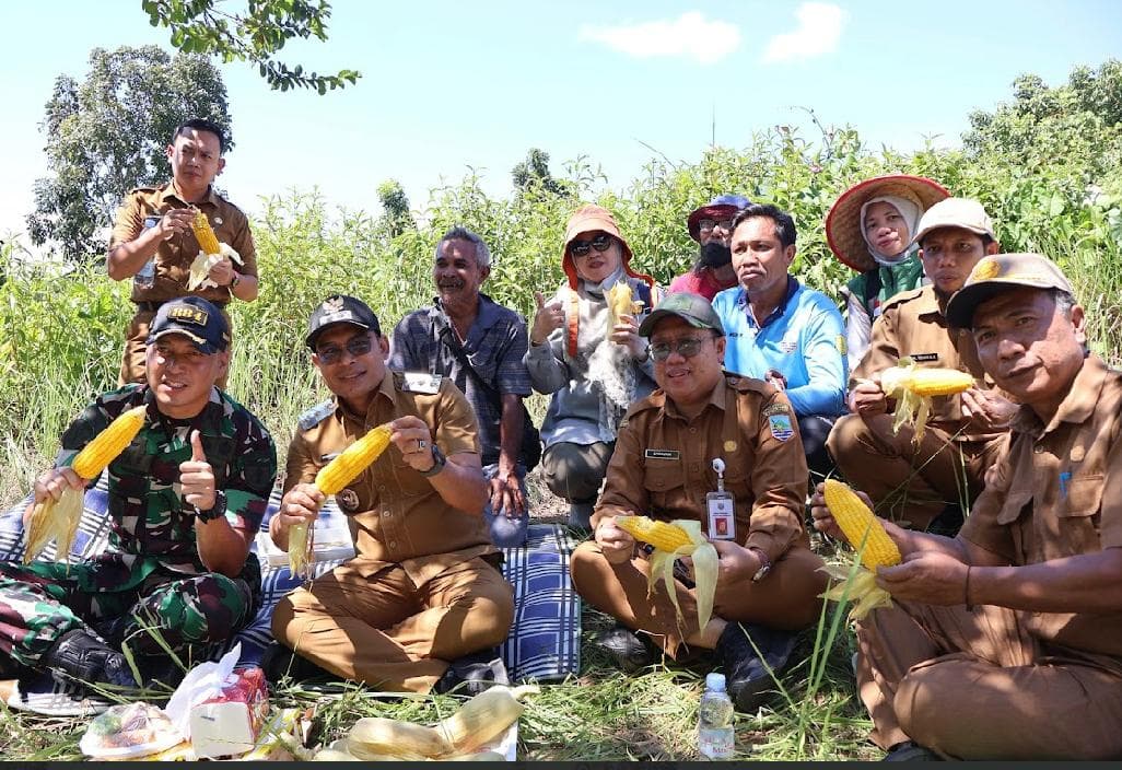 Dukung Ketahanan Pangan, Pemkab Kotabaru Panen Jagung di Desa Sebelimbingan Dukung Ketahanan Pangan, Pemkab Kotabaru Panen Jagung di Desa Sebelimbingan