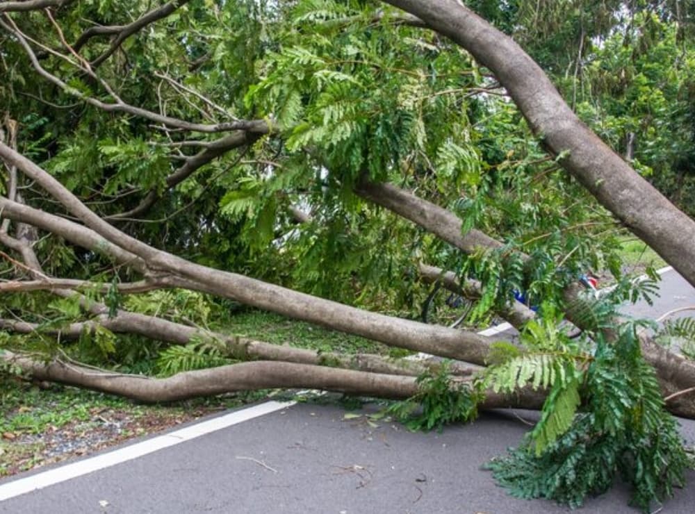 BPBD Catat 4 Pohon Tumbang di Jakarta usai Hujan Deras, Satu Mobil Tertimpa BPBD Catat 4 Pohon Tumbang di Jakarta usai Hujan Deras, Satu Mobil Tertimpa