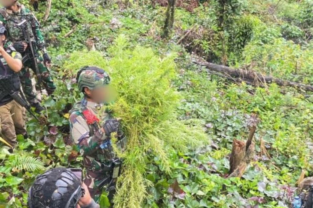 Satgas Damai Cartenz Temukan Ladang Ganja di Pegunungan Bintang, 2 Orang Diamankan Satgas Damai Cartenz Temukan Ladang Ganja di Pegunungan Bintang, 2 Orang Diamankan