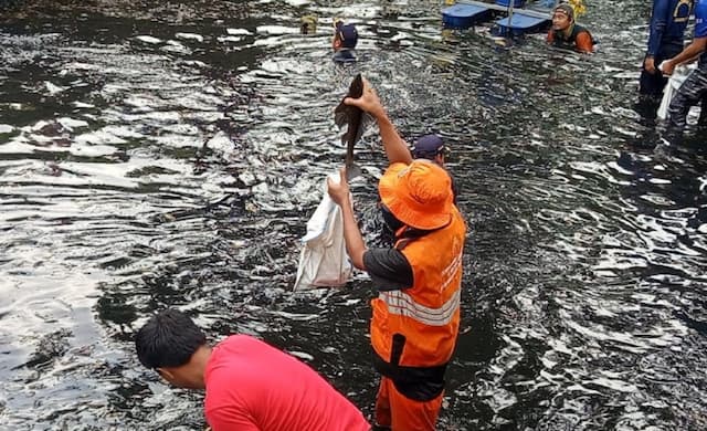 6,98 Ton Ikan Sapu-Sapu Ditangkap dari 5 Wilayah Jakarta dalam Sehari 6,98 Ton Ikan Sapu-Sapu Ditangkap dari 5 Wilayah Jakarta dalam Sehari