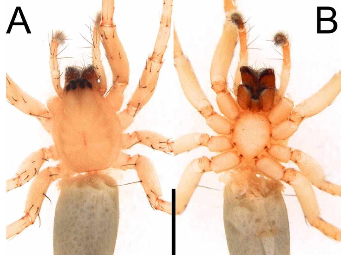 Apa Itu Rathalos inagami, Laba-Laba Hantu Pertama di Indonesia? Ini Karakternya Apa Itu Rathalos inagami, Laba-Laba Hantu Pertama di Indonesia? Ini Karakternya