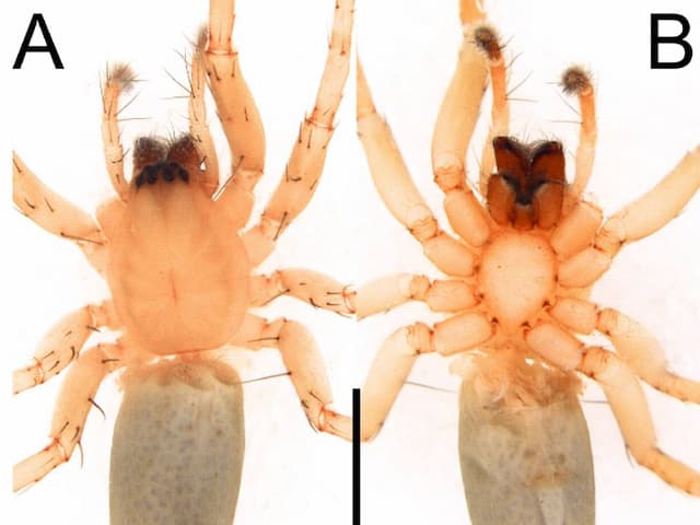 Apa Itu Rathalos inagami, Laba-Laba Hantu Pertama di Indonesia? Ini Karakternya Apa Itu Rathalos inagami, Laba-Laba Hantu Pertama di Indonesia? Ini Karakternya