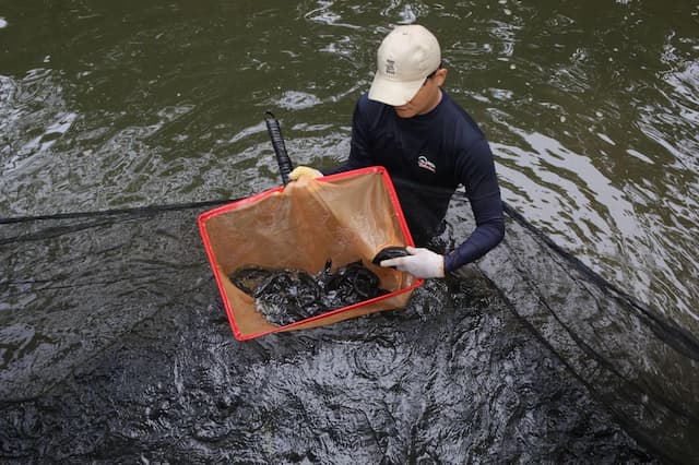 Misteri Ledakan Ikan Sapu-Sapu di Sungai Jakarta Terjawab, BRIN Beberkan Penyebabnya Misteri Ledakan Ikan Sapu-Sapu di Sungai Jakarta Terjawab, BRIN Beberkan Penyebabnya