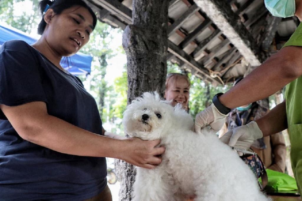 1.767 Hewan Divaksin Rabies di Jaksel: Kucing, Anjing hingga Kera 1.767 Hewan Divaksin Rabies di Jaksel: Kucing, Anjing hingga Kera