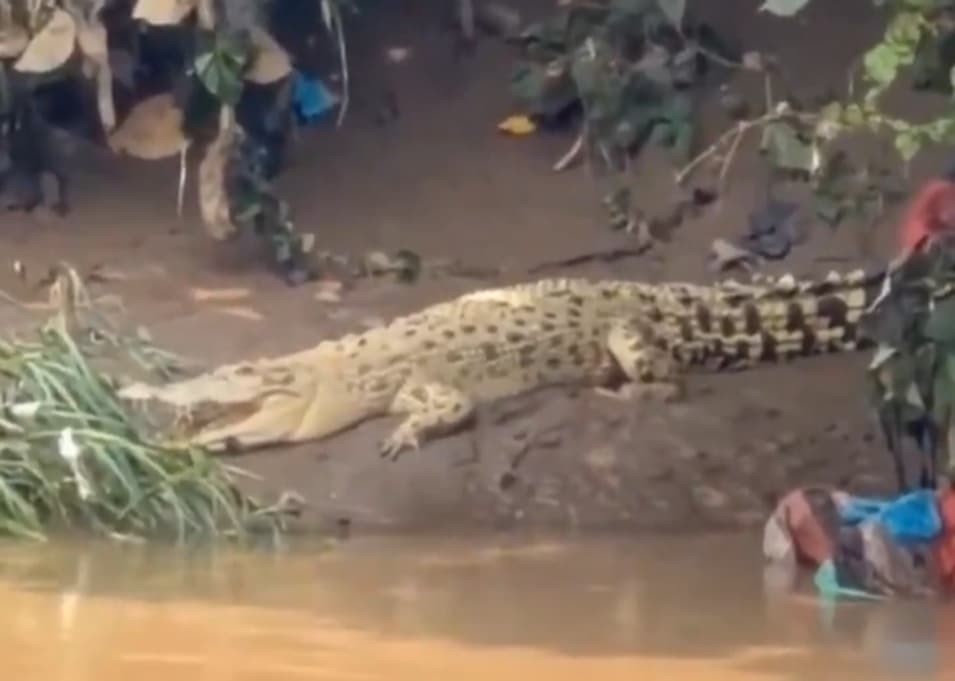 Heboh Buaya Putih Muncul di Sungai Cisadane Tangerang, Begini Penampakannya Heboh Buaya Putih Muncul di Sungai Cisadane Tangerang, Begini Penampakannya