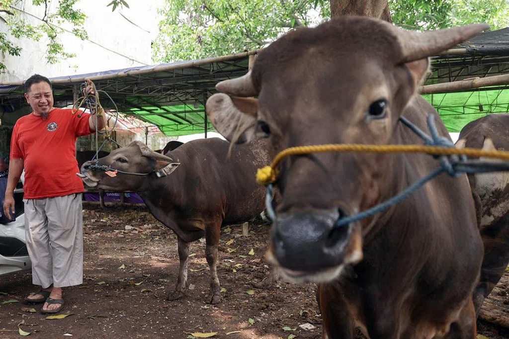 Pramono Pastikan Harga Hewan Kurban di Jakarta Masih Stabil, Belum Ada Kenaikan Pramono Pastikan Harga Hewan Kurban di Jakarta Masih Stabil, Belum Ada Kenaikan