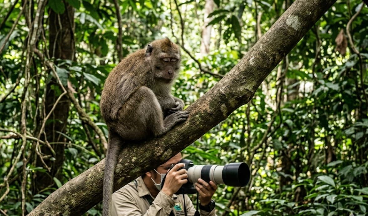 Begini Gejala Penyakit Monkey Malaria dan Cara Penularannya pada Manusia Begini Gejala Penyakit Monkey Malaria dan Cara Penularannya pada Manusia