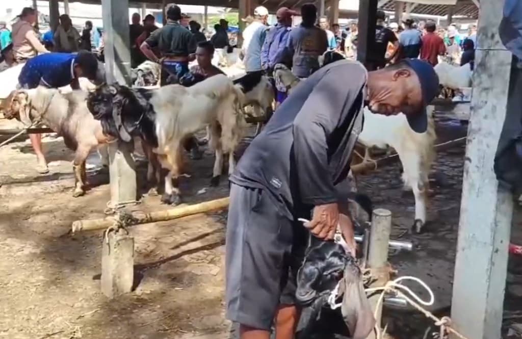 Jelang Iduladha, Kambing Kurban Ramai-Rami Bersolek ke Salon Hewan di Cilacap Jelang Iduladha, Kambing Kurban Ramai-Rami Bersolek ke Salon Hewan di Cilacap