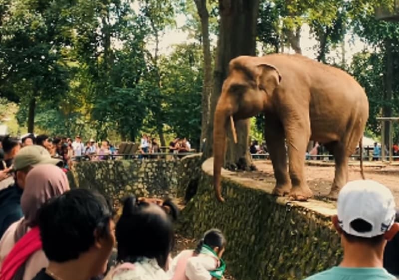 Ragunan Diserbu Wisatawan saat Libur Panjang, Pengunjung Tembus 13.612 Orang Ragunan Diserbu Wisatawan saat Libur Panjang, Pengunjung Tembus 13.612 Orang
