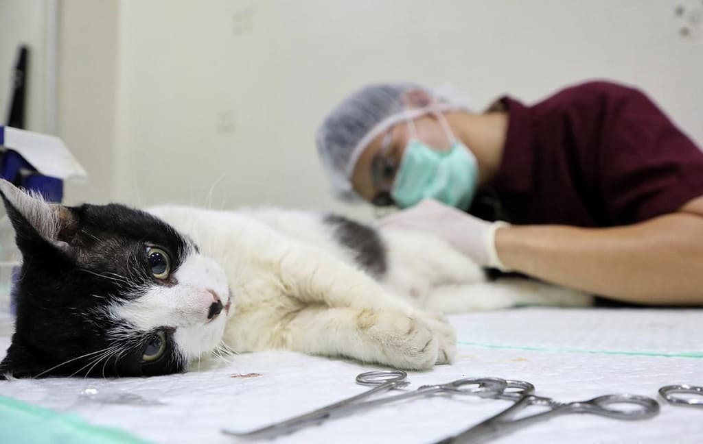 Kendalikan Populasi Kucing, Pemkot Jakbar bakal Sterilisasi Gratis 200 Ekor Kendalikan Populasi Kucing, Pemkot Jakbar bakal Sterilisasi Gratis 200 Ekor