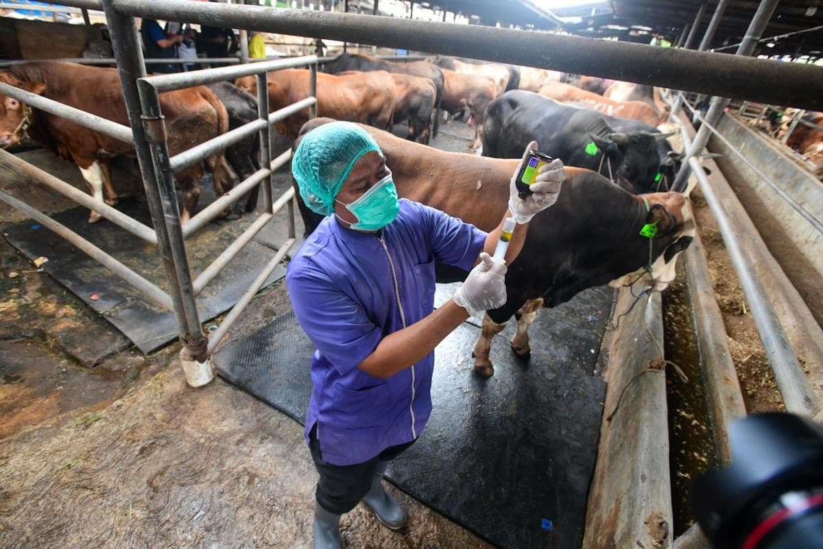 Pemeriksaan Kesehatan Hewan Kurban Diperketat Jelang Iduladha Pemeriksaan Kesehatan Hewan Kurban Diperketat Jelang Iduladha