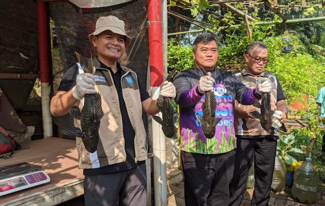 Populasi Ikan Sapu-Sapu di BKT Jaktim Melonjak, Petugas Tangkap 86 Kg Populasi Ikan Sapu-Sapu di BKT Jaktim Melonjak, Petugas Tangkap 86 Kg
