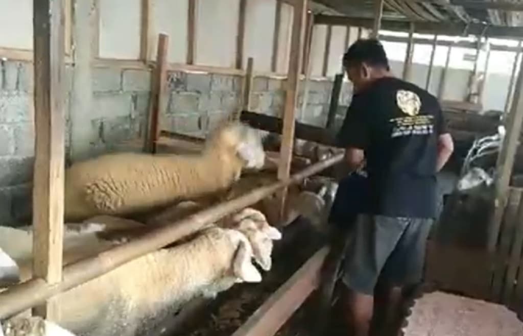 Kreatif! Pemuda di Purbalingga Ubah Batang Pepaya jadi Pakan Kambing Berkualitas Kreatif! Pemuda di Purbalingga Ubah Batang Pepaya jadi Pakan Kambing Berkualitas