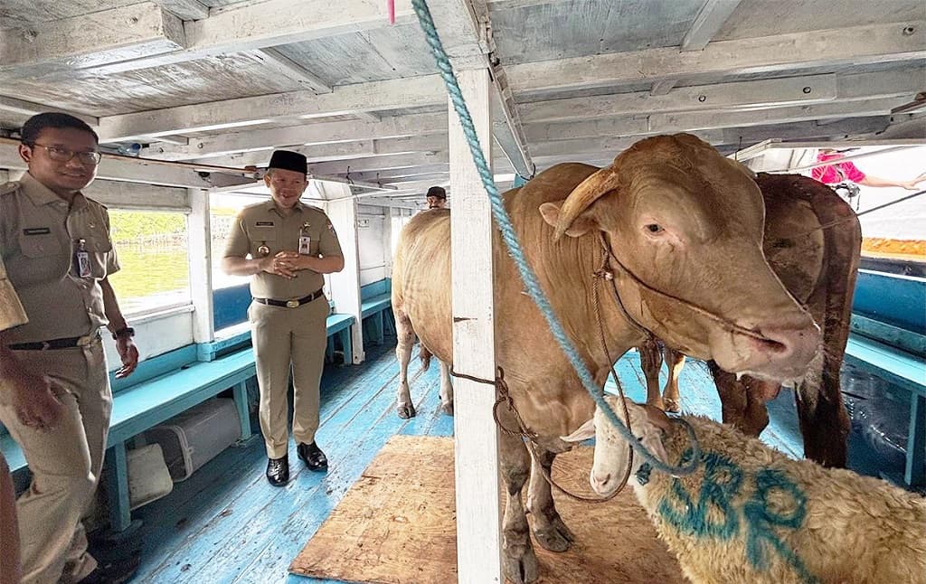 49 Hewan Kurban Dikirim ke Kepulauan Seribu, Sapi hingga Domba Naik Kapal 49 Hewan Kurban Dikirim ke Kepulauan Seribu, Sapi hingga Domba Naik Kapal