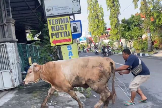 Heboh Sapi Kurban Mengamuk di Lamongan, Nyaris Masuk Salon Kecantikan Heboh Sapi Kurban Mengamuk di Lamongan, Nyaris Masuk Salon Kecantikan