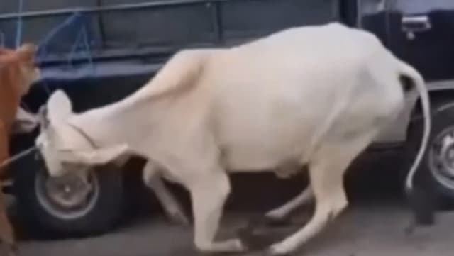 Viral! Sapi Mengamuk di Pasar Hewan Pasuruan, Sempat Masuk Area Minimarket dan Hajatan Viral! Sapi Mengamuk di Pasar Hewan Pasuruan, Sempat Masuk Area Minimarket dan Hajatan