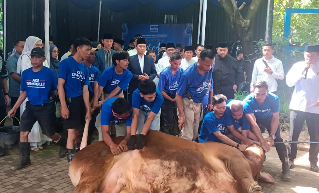 Partai Demokrat Kurbankan 63 Ekor Sapi, Ada Milik SBY hingga AHY Partai Demokrat Kurbankan 63 Ekor Sapi, Ada Milik SBY hingga AHY