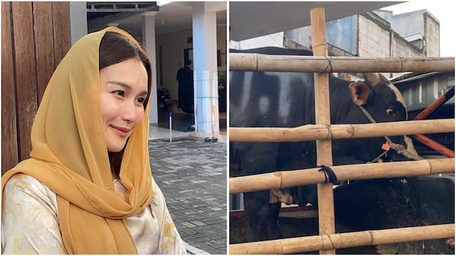 Sapi Kurban Ayu Ting Ting Bikin Warga Depok Geger, Ini Penampakannya! Sapi Kurban Ayu Ting Ting Bikin Warga Depok Geger, Ini Penampakannya!