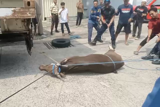 Dramatis! Sapi Lepas saat Hendak Dikurbankan di Tangerang, Damkar Turun Tangan Dramatis! Sapi Lepas saat Hendak Dikurbankan di Tangerang, Damkar Turun Tangan