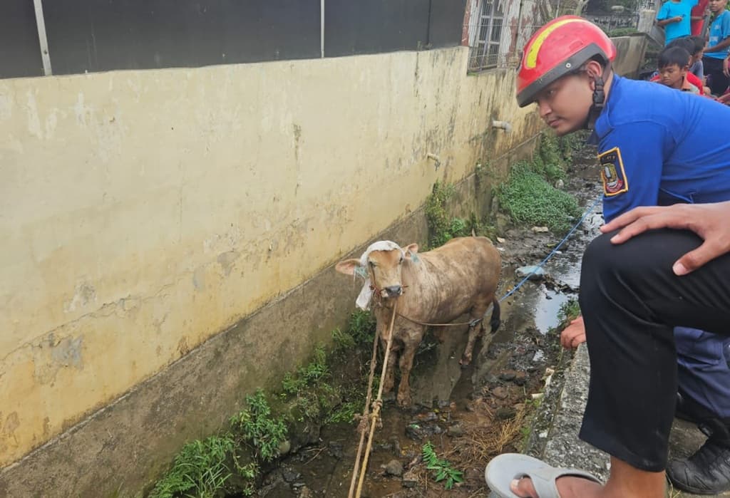 Sapi Kurban Setengah Ton Berontak saat Hendak Disembelih di Bekasi, Lompat ke Parit Sapi Kurban Setengah Ton Berontak saat Hendak Disembelih di Bekasi, Lompat ke Parit