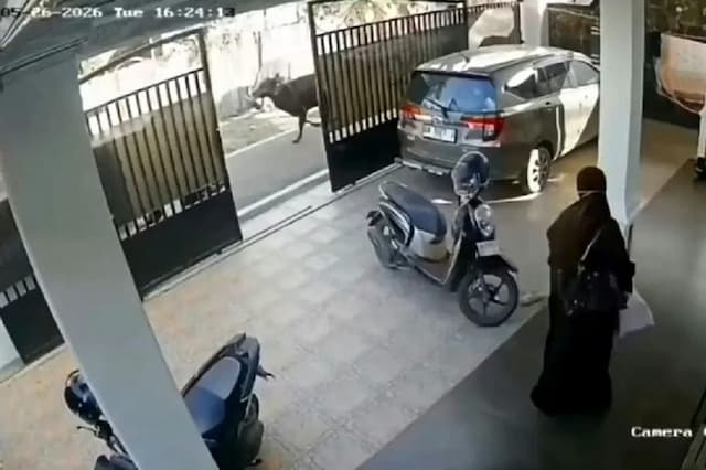 Viral Sapi Kurban Mengamuk di Banjarmasin, Pria 53 Tahun Tewas Terseret Sejauh 50 Meter Viral Sapi Kurban Mengamuk di Banjarmasin, Pria 53 Tahun Tewas Terseret Sejauh 50 Meter