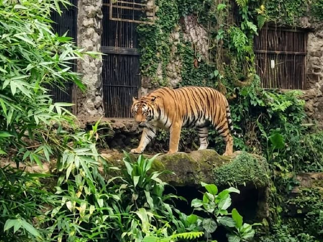 35.000 Orang Liburan Iduladha 2026 ke Ragunan, Healing Sat Set Favorit Warga Jabodetabek! 35.000 Orang Liburan Iduladha 2026 ke Ragunan, Healing Sat Set Favorit Warga Jabodetabek!