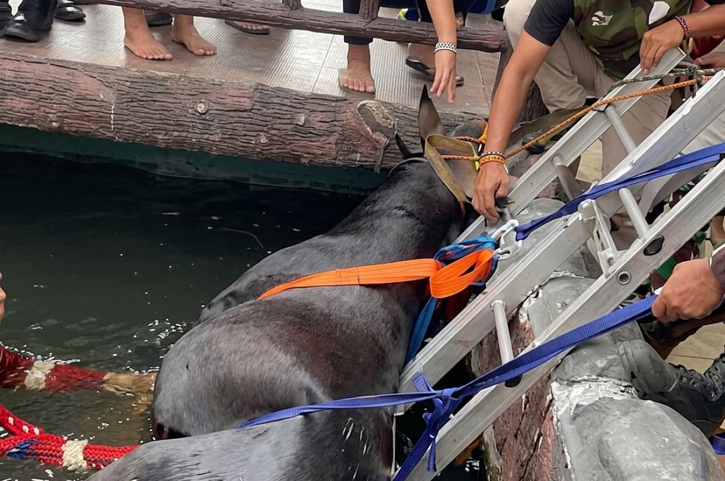 Geger Sapi Kurban Ngamuk hingga Nyebur ke Kolam Ikan di Bekasi, Evakuasi Dramatis! Geger Sapi Kurban Ngamuk hingga Nyebur ke Kolam Ikan di Bekasi, Evakuasi Dramatis!