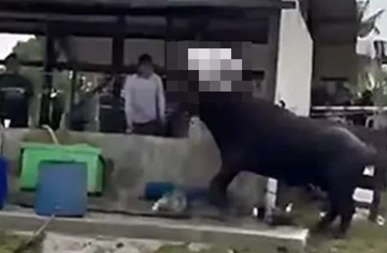 Horor! Kerbau Kurban Ngamuk, Seruduk Warga hingga Tewas Horor! Kerbau Kurban Ngamuk, Seruduk Warga hingga Tewas