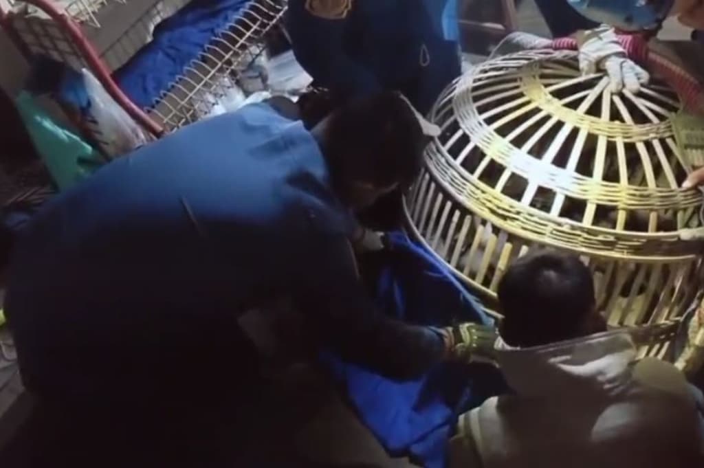 Monyet Peliharaan Lepas hingga Serang Warga di Jombang, 2 Orang Luka Terluka Monyet Peliharaan Lepas hingga Serang Warga di Jombang, 2 Orang Luka Terluka