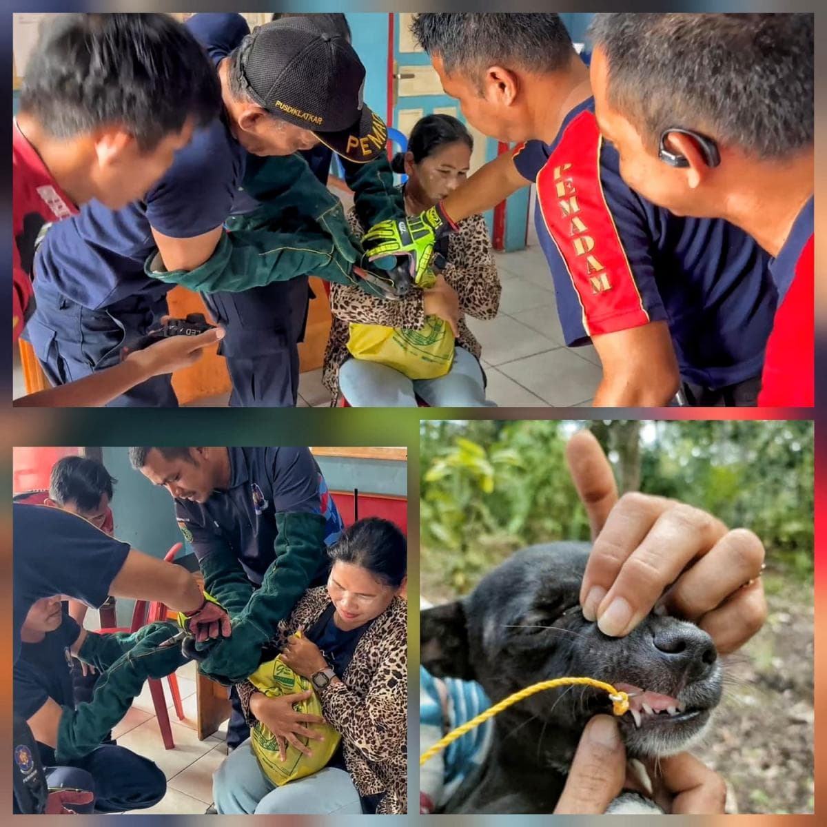 Damkar Barito Selatan Berhasil Evakuasi Kail Pancing dari Mulut Anjing Peliharaan Warga Damkar Barito Selatan Berhasil Evakuasi Kail Pancing dari Mulut Anjing Peliharaan Warga