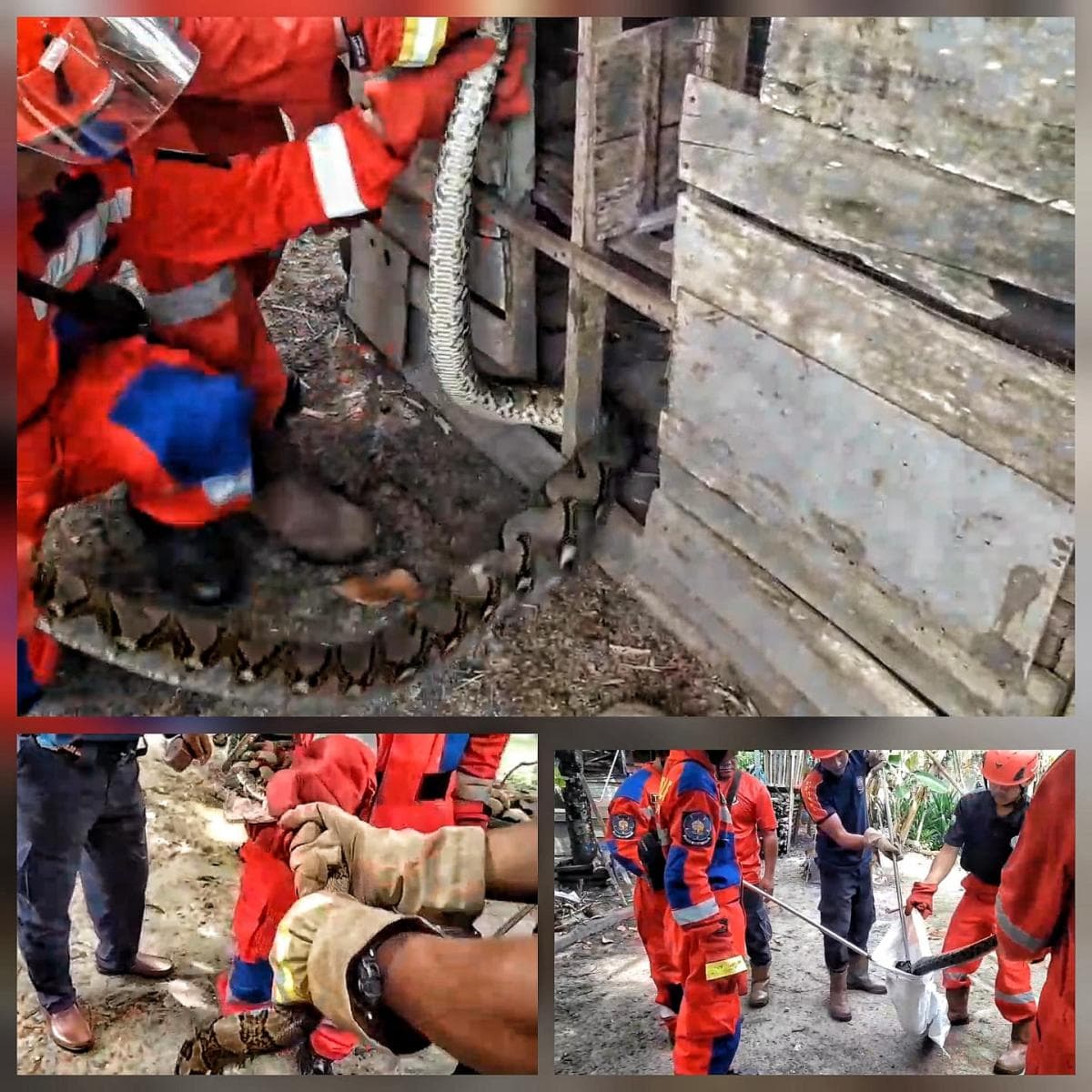Ular Piton Sepanjang 4 Meter Mangsa Ayam Warga Palangka Raya, Dievakuasi Tim Damkar Ular Piton Sepanjang 4 Meter Mangsa Ayam Warga Palangka Raya, Dievakuasi Tim Damkar