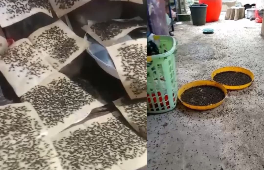 Jutaan Lalat Serbu Permukiman Warga di Baureno Bojonegoro, Diduga Karena Ini Jutaan Lalat Serbu Permukiman Warga di Baureno Bojonegoro, Diduga Karena Ini